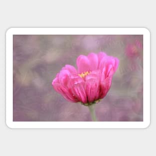 Pink Zinnia Sticker